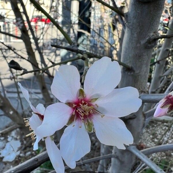 Prunus dulcis Цветок