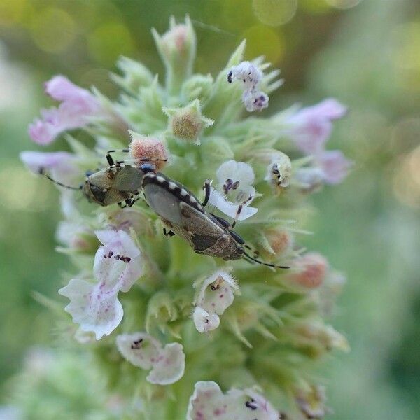 Nepeta cataria Flower