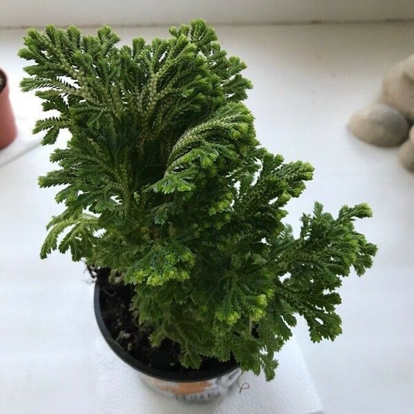 Selaginella kraussiana Blad