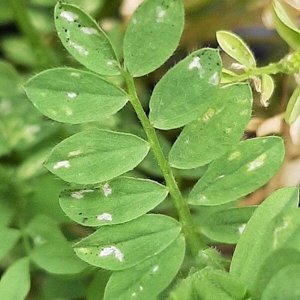 Vicia hybrida Hostoa