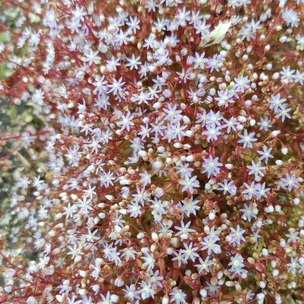 Sedum caeruleum Flors