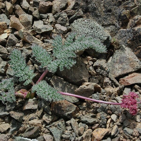 Lomatium ciliolatum 整株植物