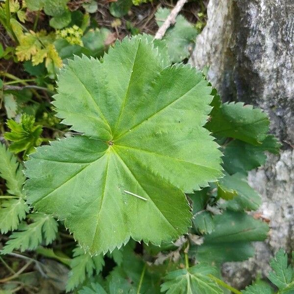 Alchemilla xanthochlora Leaf