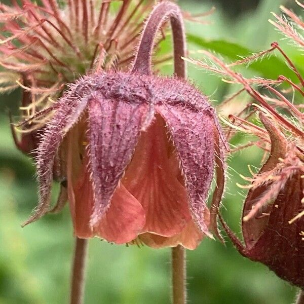 Geum rivale ᱵᱟᱦᱟ