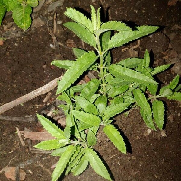 Veronica longifolia Folio