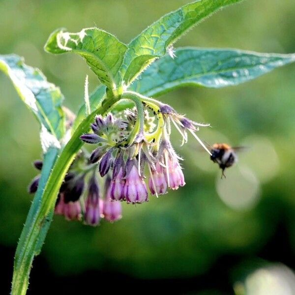 Symphytum officinale Other