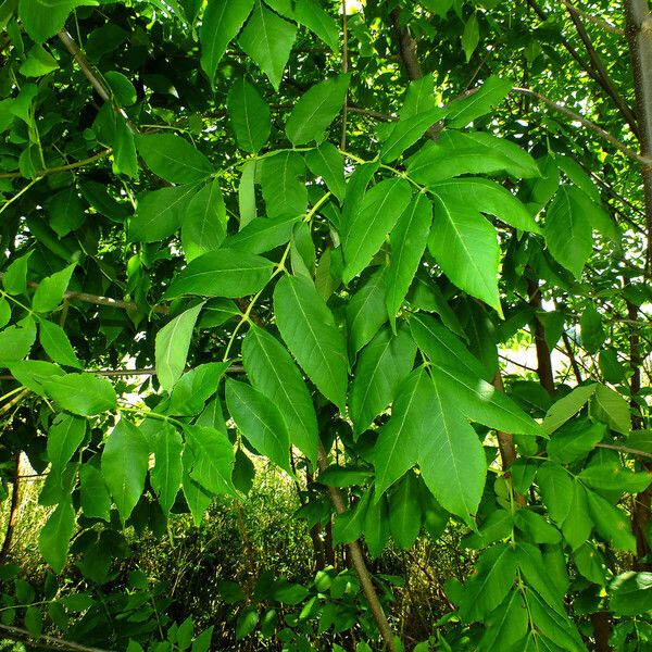 Fraxinus ornus Leaf