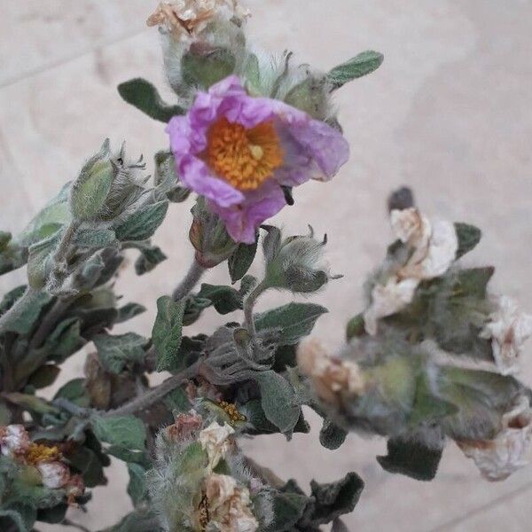 Cistus creticus Flower