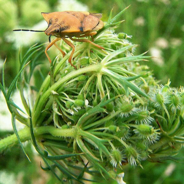 Daucus carota Frukt