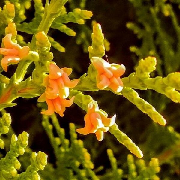 Platycladus orientalis Flower