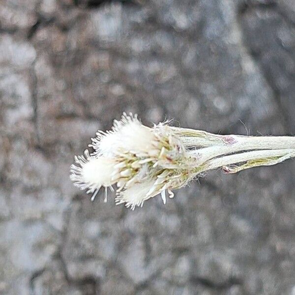 Antennaria neglecta 花