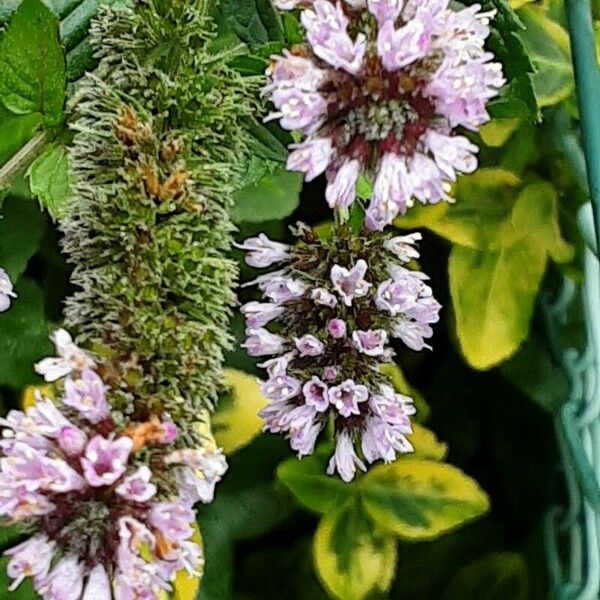 Mentha longifolia Flower