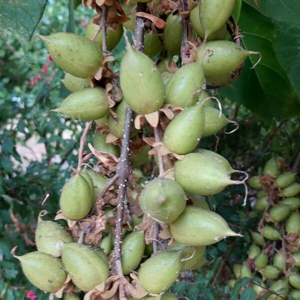 Paulownia tomentosa 果実