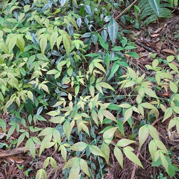 Nandina domestica Blad