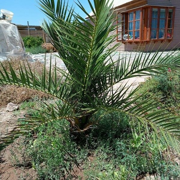 Phoenix canariensis Hoja