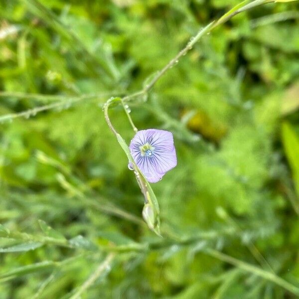 Linum usitatissimum Кветка