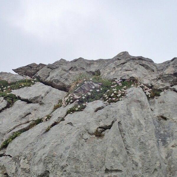 Potentilla nitida Habitat