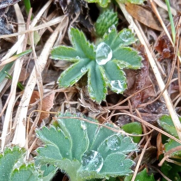 Alchemilla glaucescens Levél