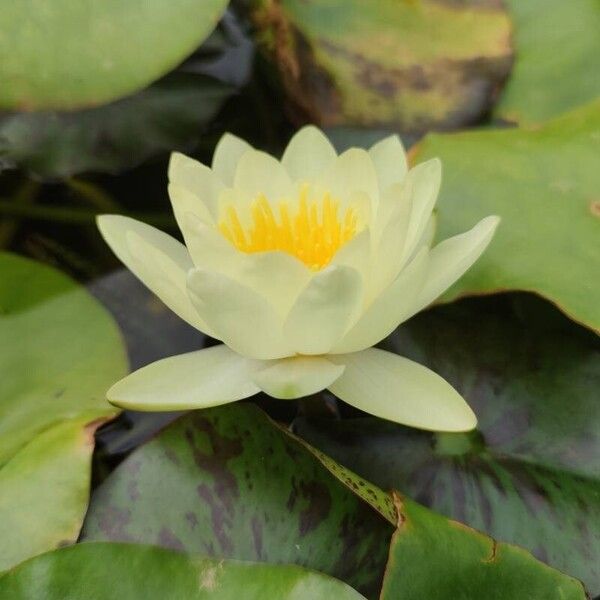 Nymphaea odorata Flower