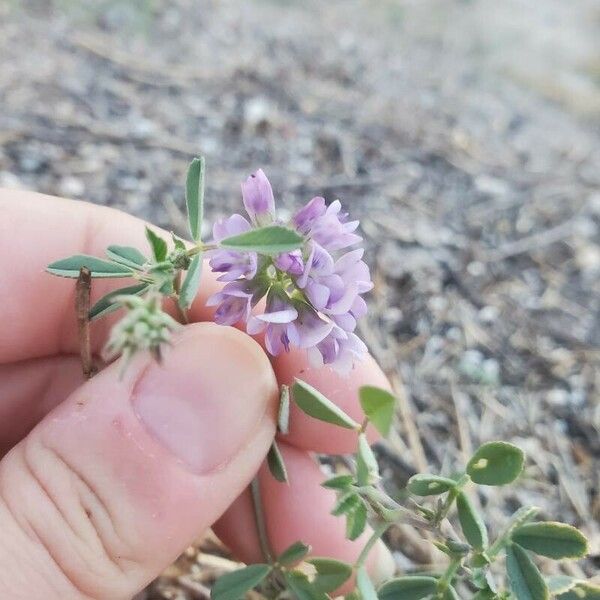 Medicago sativa Floare