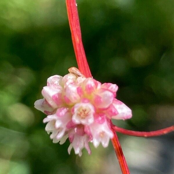 Cuscuta europaea फूल