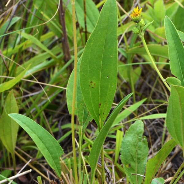 Helianthus occidentalis Foglia