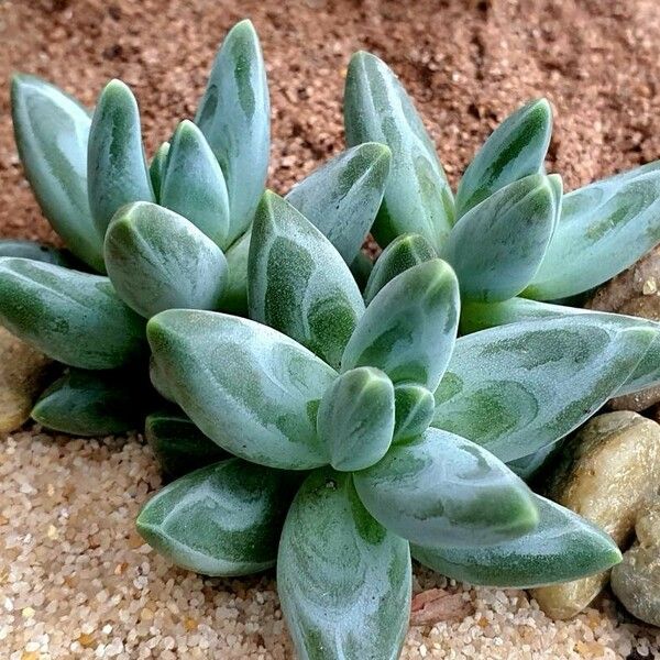 Pachyphytum compactum Liść