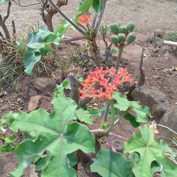 Jatropha podagrica Квітка