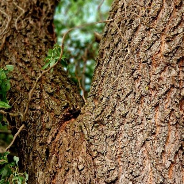 Salix babylonica Bark