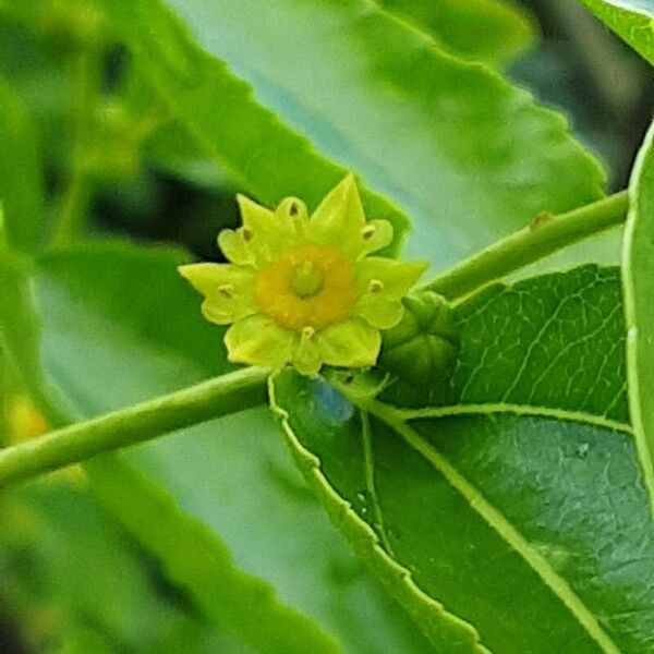 Ziziphus jujuba Flower