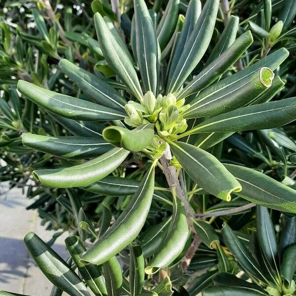 Pittosporum tobira Leaf