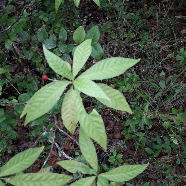 Psychotria nervosa पत्ता