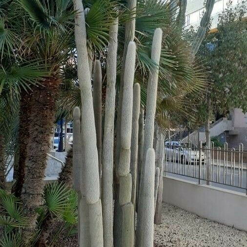 Cephalocereus senilis Rusca