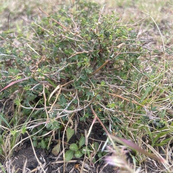 Indigofera volkensii Frukt