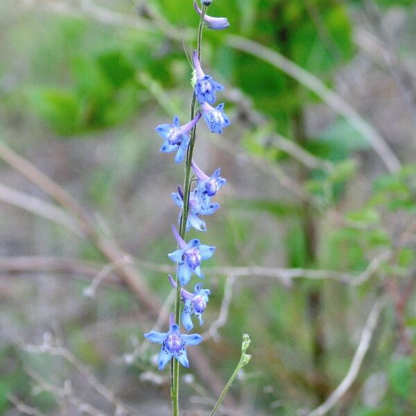 Delphinium carolinianum Çiçek