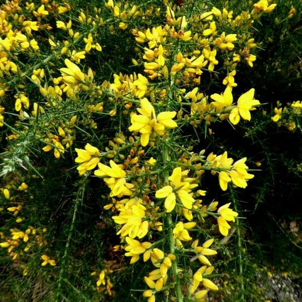 Ulex parviflorus Flower