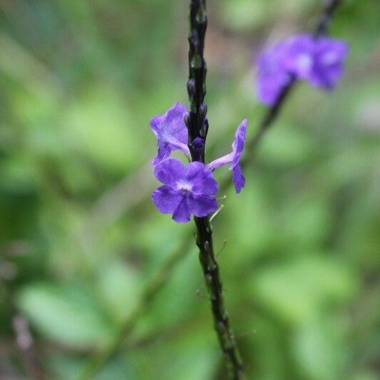 Stachytarpheta urticifolia Flower