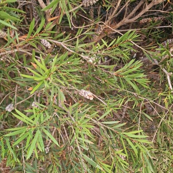 Melaleuca phoenicea Leaf