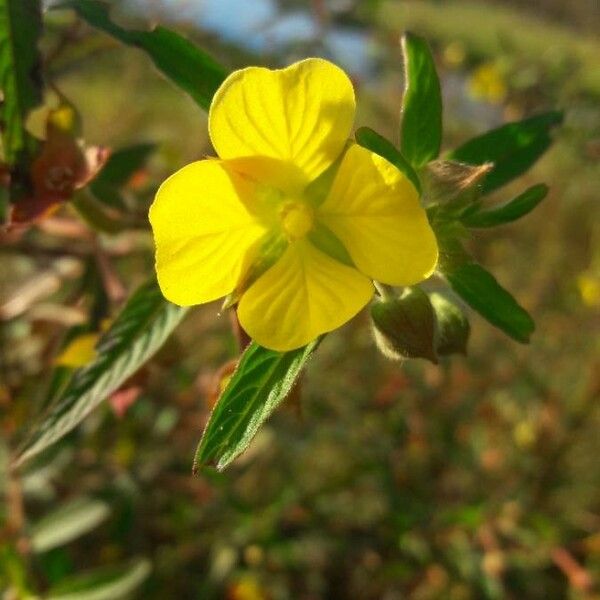 Ludwigia alternifolia Flor