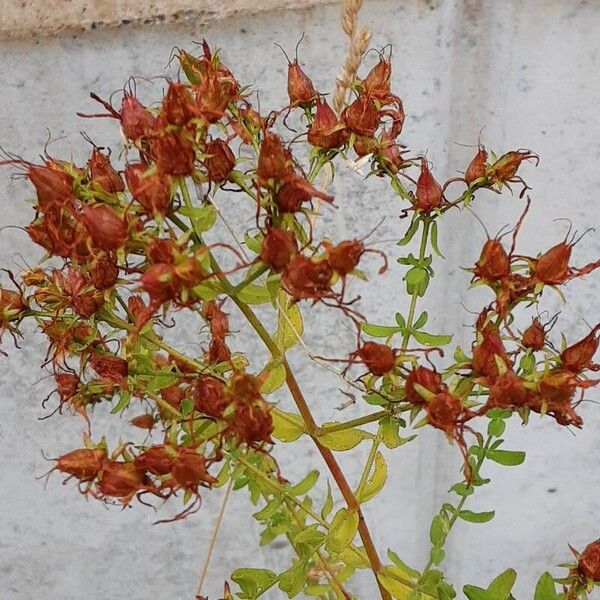 Hypericum perfoliatum Frukt