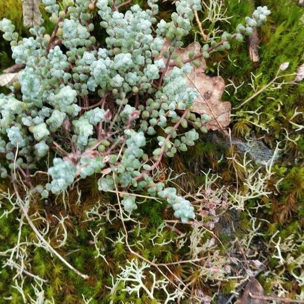 Sedum brevifolium 整株植物