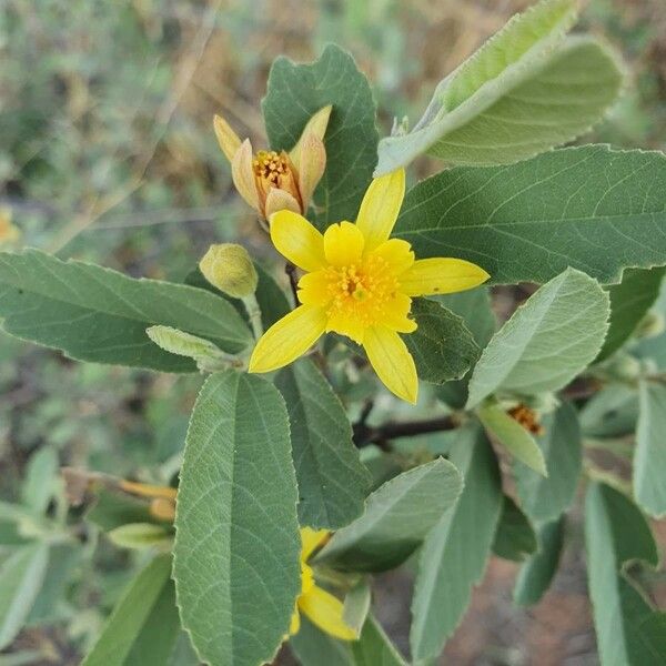 Grewia monticola Flor