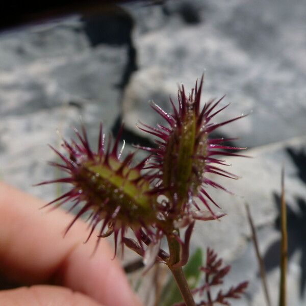 Caucalis platycarpos Fruit