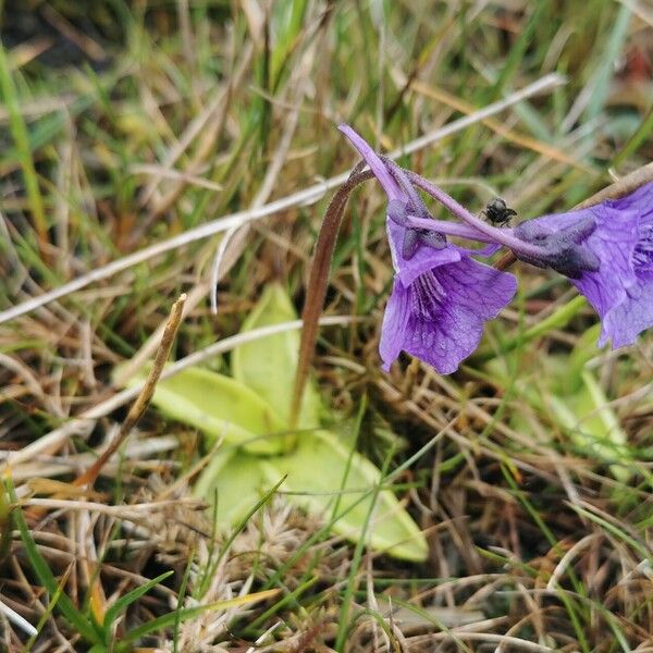 Pinguicula grandiflora Floro