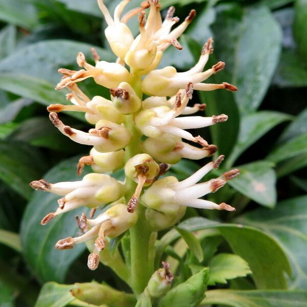 Pachysandra terminalis Blüte