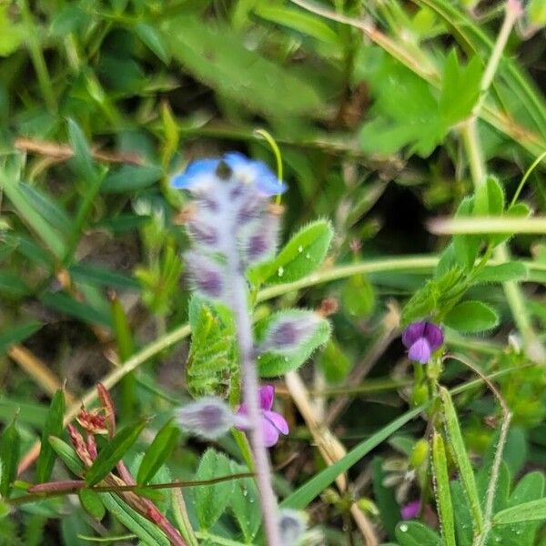 Myosotis stricta 形態