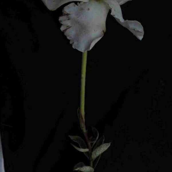 Mandevilla longiflora Virág