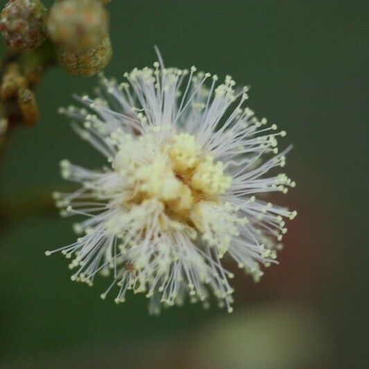 Acacia mearnsii Other