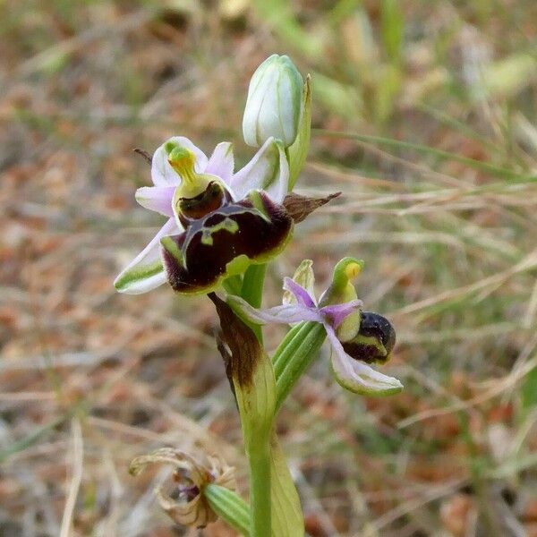 Ophrys × minuticauda Flower