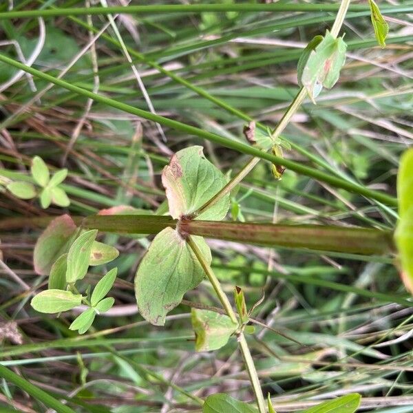 Hypericum tetrapterum Leaf